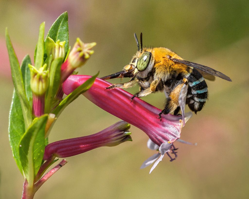 Bees Removal Melbourne
